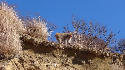 金華山の野生猿ー１