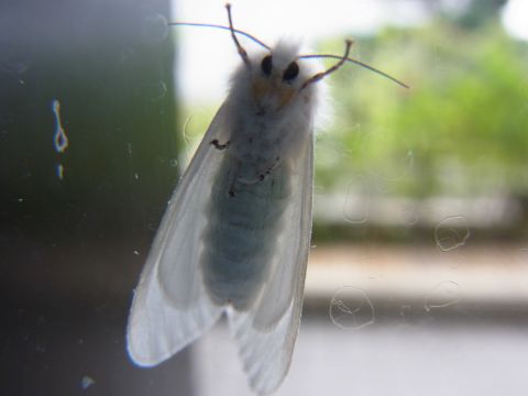 白いモフモフの蛾　アメリカシロヒトリ