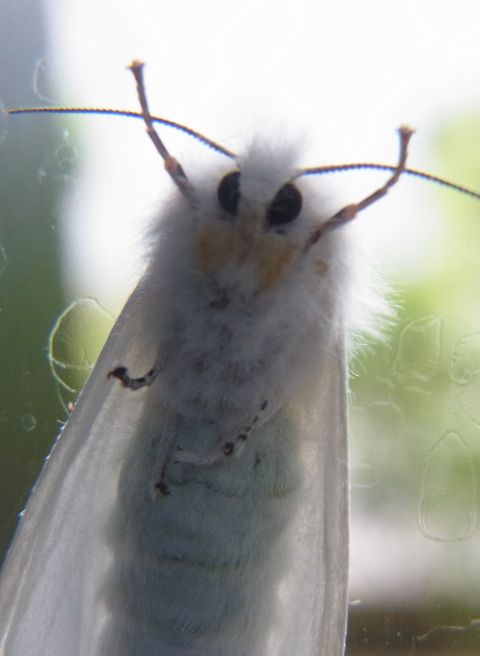 白いモフモフの蛾「アメリカシロヒトリ」のドアップ画像