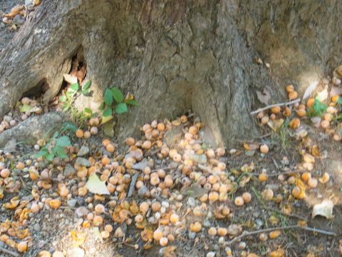 10月4日、小学校のイチョウの木の根元にたくさんの銀杏が落ちていました。