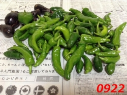 夏野菜の収穫0922