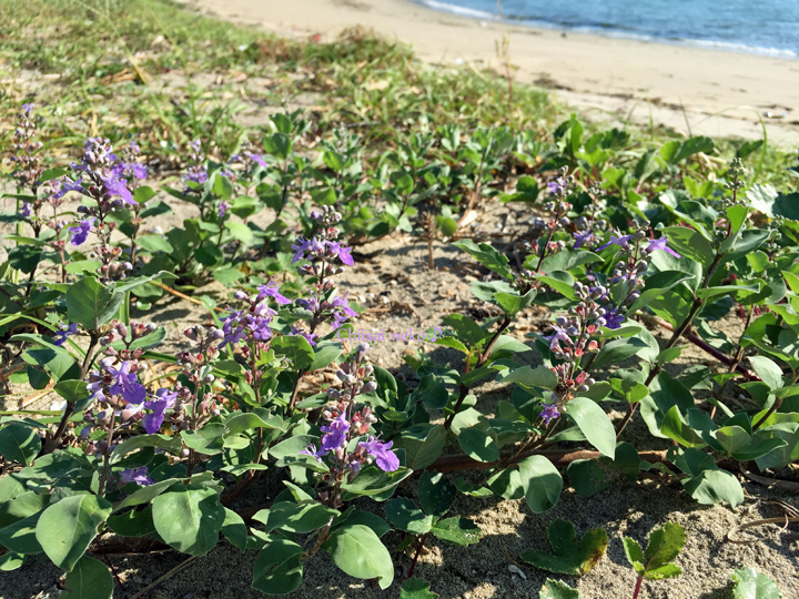 浜栲　Vitex rotundifolia