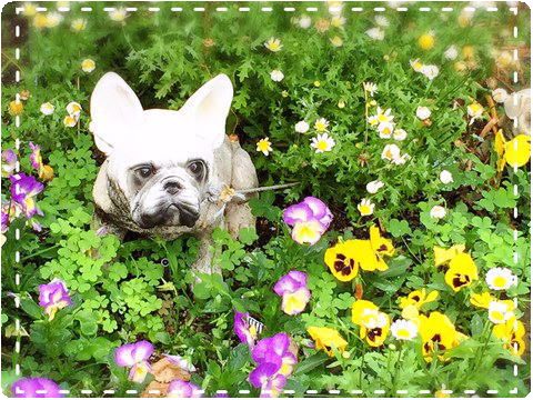 とある団地のお庭の一角　犬とお花畑