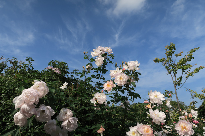 151024_Pink-Roses.jpg