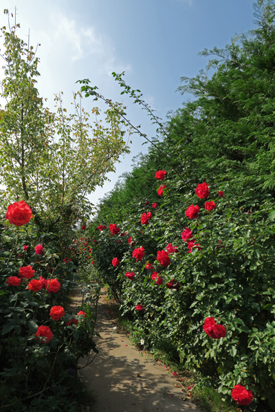 151024_Red-Roses.jpg