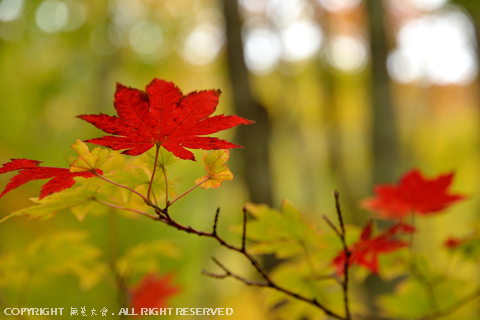 甲子山中の秋景 #2