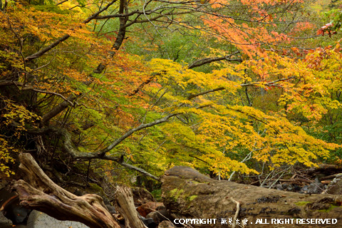 甲子山中の秋景 #7