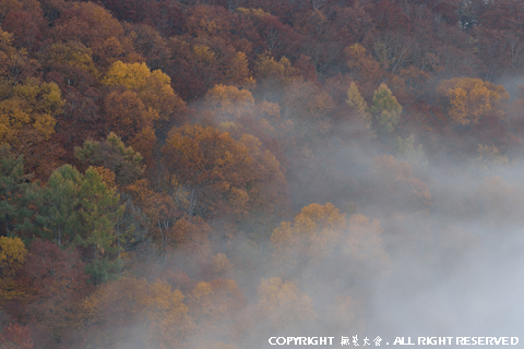 雲海包む秋の自然林 #2