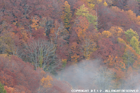 雲海包む秋の自然林 #3