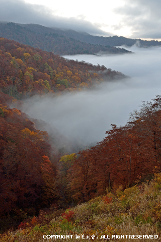 雲海包む秋の自然林 #4