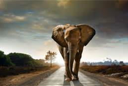 Mali elephant on highway
