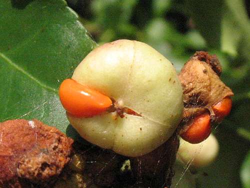 シロミノマユミ（果実と種子）