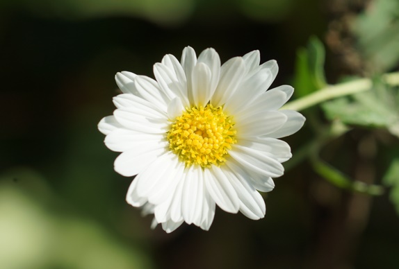白い菊１５