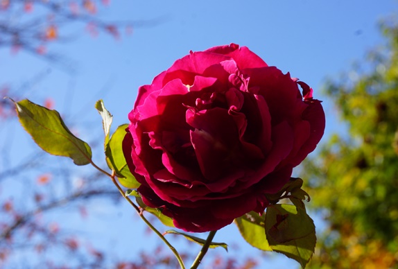 赤薔薇1522