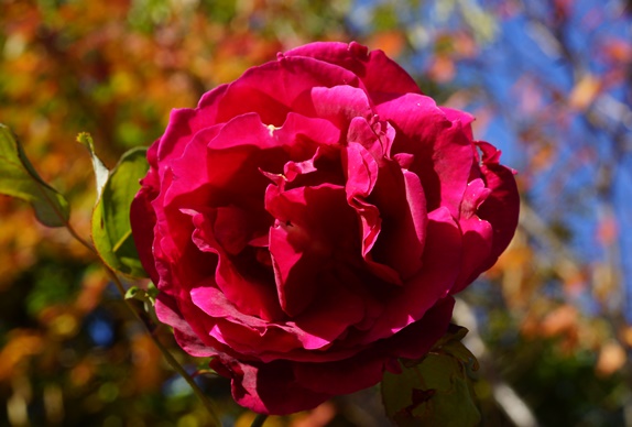 赤薔薇1523
