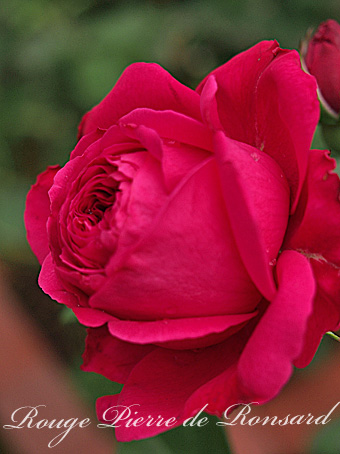 rose2015_78.jpg