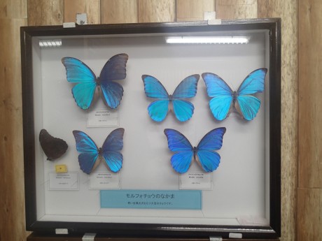 バイオパークの蝶々の標本２