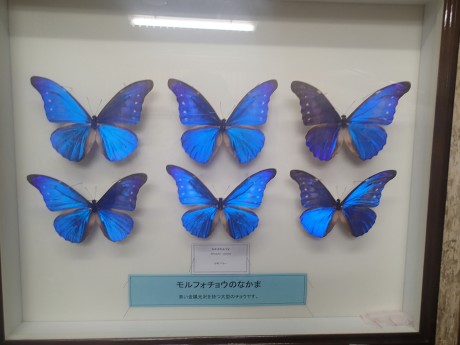 バイオパークの蝶々の標本３