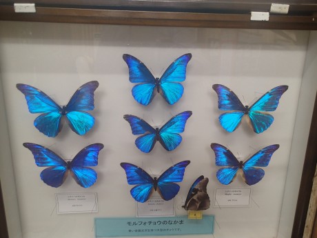 バイオパークの蝶々の標本４