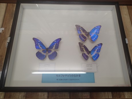 バイオパークの蝶々の標本５