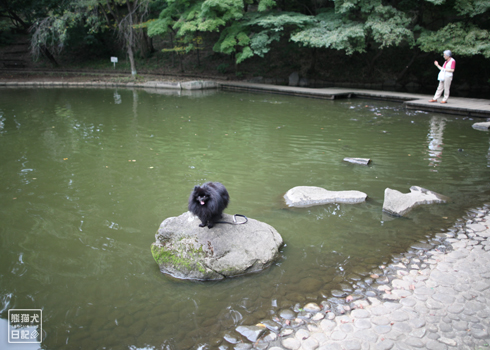 ポメラニアン　黒　真熊