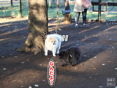 20151115_小型犬用ドッグラン2