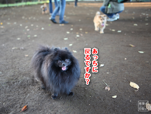 20151115_小型犬用ドッグラン11