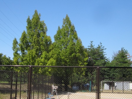 Metasequoia1