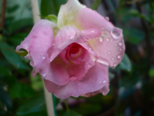雨の中のバラ