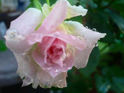 雨の中のバラ2