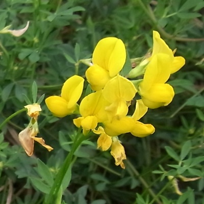 R0014482ミヤコグサの黄色い花_400