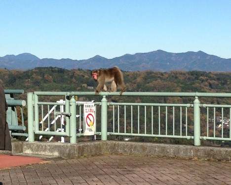 2015-11浦山ダムのお猿さん