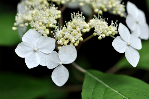 タマアジサイ（白花）