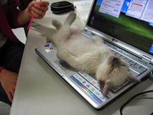 パソコンの上で寝そべる猫