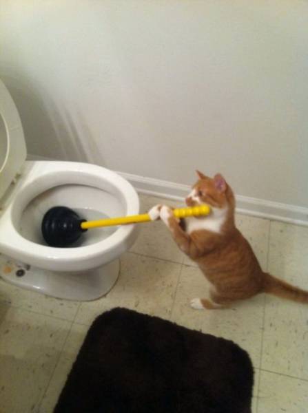 トイレを掃除する猫