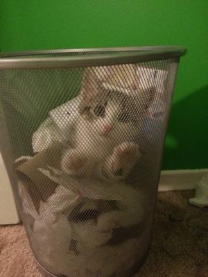 ゴミ箱に入る猫