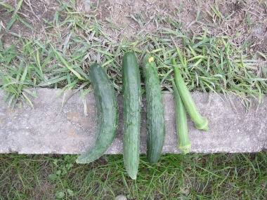 第四弾胡瓜、オクの収穫