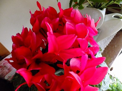 花5