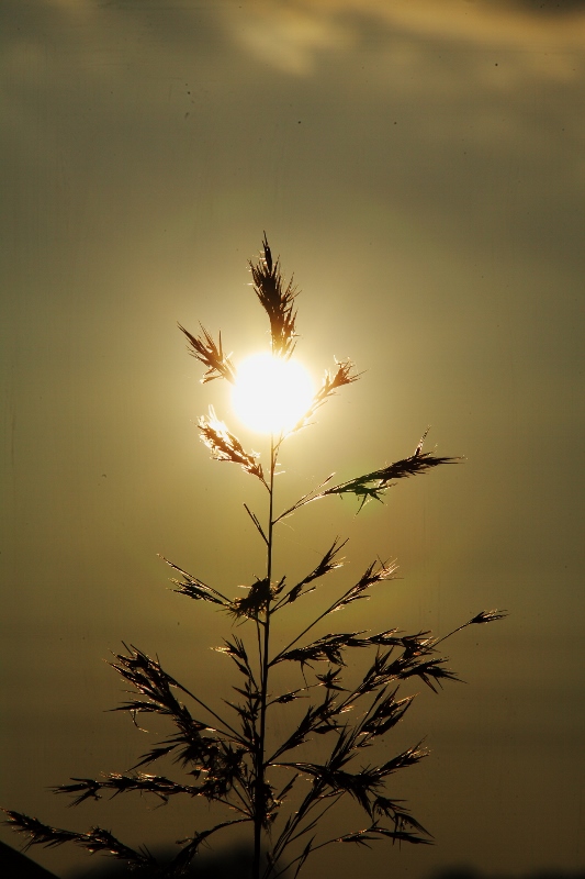 夕陽と雑草 (533x800)